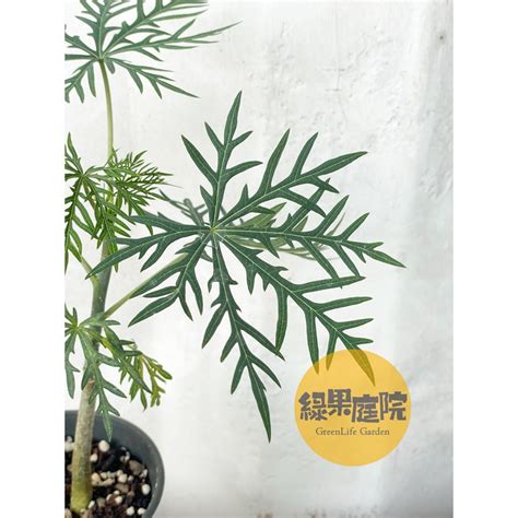 細裂葉珊瑚油桐|痲瘋樹屬植物(6)–細裂葉珊瑚油桐 – 黑胡桃網路閣